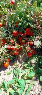 گوجه بریویو خوش خوراک خوشمزه ریز در تاکستان در گروه خرید و فروش گوجه فرنگی در یکمیوه