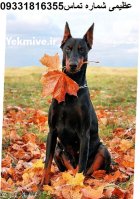 سگ دوبرمن دوبرمن پنچر سگ در کرج در گروه سگ و گربه در یکمیوه