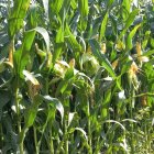 ذرت علوفه اي در شیراز در گروه خوراک دام و طیور در یکمیوه