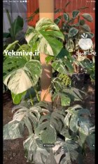 گیاه برگ انجیری ابلق 4 بوته در گروه خرید و فروش گیاهان زینتی در یکمیوه