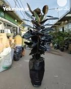 درخت فیکوس سوپر بلک در تهران در گروه خرید و فروش گیاهان زینتی در یکمیوه