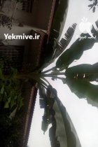 درخت موز غول پیکر آمازون در گروه خرید و فروش نهال درخت در یکمیوه