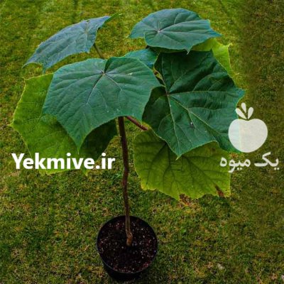 نهال پالونیا در میاندوآب در گروه خرید و فروش نهال پالونیا در یکمیوه -عکس3