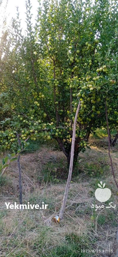 اجاره سیب رد و گلدن در گروه خرید و فروش سیب در یکمیوه -عکس1