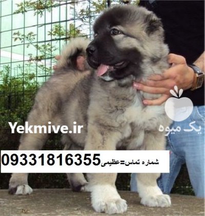 سگ سرابی سگ سراب قیمت سگ در گروه سگ و گربه در یکمیوه -عکس1