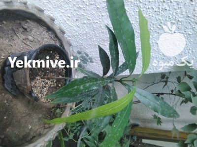 نهال نایاب آچاچا در تهران در گروه خرید و فروش نهال در یکمیوه -عکس1