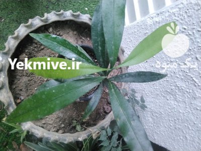 نهال نایاب آچاچا در تهران در گروه خرید و فروش نهال در یکمیوه -عکس2