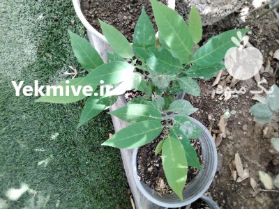 نهال انسولین پلنت یا انسولین گیاهی در تهران در گروه خرید و فروش نهال در یکمیوه -عکس1