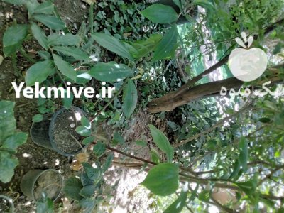 نهال انسولین پلنت یا انسولین گیاهی در تهران در گروه خرید و فروش نهال در یکمیوه -عکس2