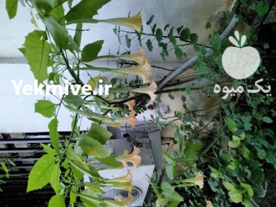 نهال شیپور فرشتگان عطری در گروه خرید و فروش نهال در یکمیوه -عکس1