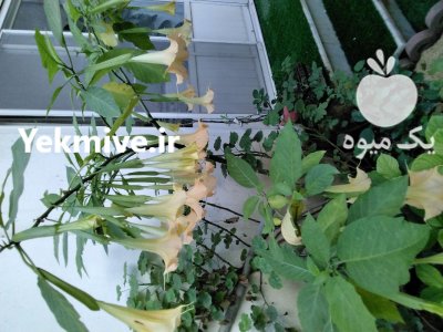 نهال شیپور فرشتگان عطری در گروه خرید و فروش نهال در یکمیوه -عکس2