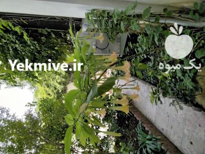 نهال شیپور فرشتگان عطری در گروه خرید و فروش نهال در یکمیوه -عکس3