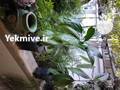 نهال های کمیاب ساپوت سیاه در تهران در گروه خرید و فروش نهال در یکمیوه -عکس1