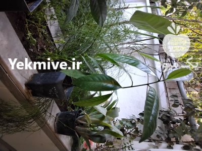 نهال های کمیاب ساپوت سیاه در تهران در گروه خرید و فروش نهال در یکمیوه -عکس2