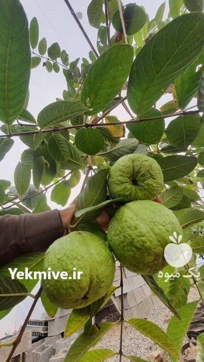 نهال گواوا کینگ یا زیتون محلی در هرمزگان در گروه خرید و فروش زیتون در یکمیوه -عکس2