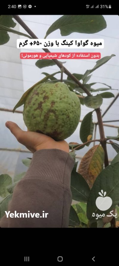 نهال گواوا کینگ یا زیتون محلی در هرمزگان در گروه خرید و فروش زیتون در یکمیوه -عکس3