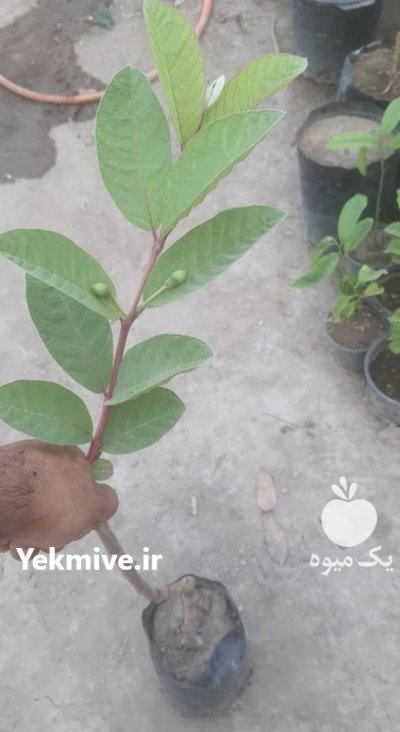 نهال گواوا کینگ یا زیتون محلی در هرمزگان در گروه خرید و فروش زیتون در یکمیوه -عکس4