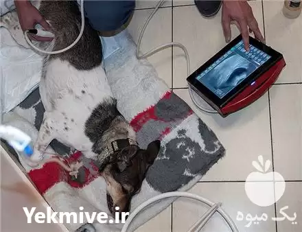 معرفی سونوگرافی حیوانات 4 Vet مدل Draminski در مشهد در گروه خدمات دام و طیور در یکمیوه -عکس1