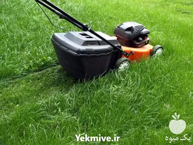 چمن زنی چمن زن در شیراز در گروه خدمات باغبانی در یکمیوه -عکس1