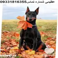 فروش سگ دوبرمن در کرج در گروه سگ و گربه در یکمیوه