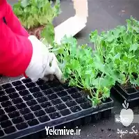 قیمت خرید سینی نشاء در تهران در گروه خرید و فروش نشا در یکمیوه