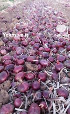 آگهی مشابه پیاز قرمز درجه یک بنابی در کرمانشاه در گروه خرید و فروش پیاز در یکمیوه