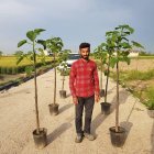 نهال پالونیا در میاندوآب در گروه خرید و فروش نهال پالونیا در یکمیوه