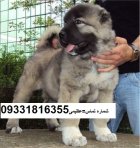 سگ سرابی سگ سراب قیمت سگ در گروه سگ و گربه در یکمیوه