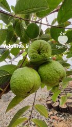 نهال گواوا کینگ یا زیتون محلی در هرمزگان در گروه خرید و فروش زیتون در یکمیوه