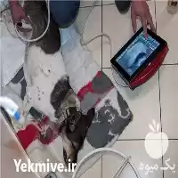معرفی سونوگرافی حیوانات 4 Vet مدل Draminski در مشهد در گروه خدمات دام و طیور در یکمیوه