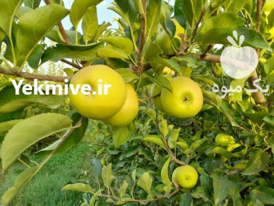 فروش عمده سیب زرد لبنانی در گروه خرید و فروش سیب در یکمیوه -عکس1