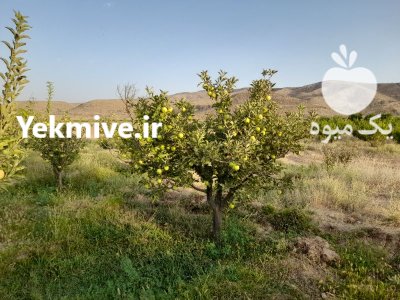 فروش عمده سیب زرد لبنانی در گروه خرید و فروش سیب در یکمیوه -عکس3