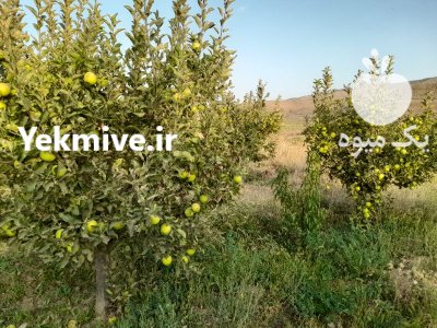 فروش عمده سیب زرد لبنانی در گروه خرید و فروش سیب در یکمیوه -عکس4