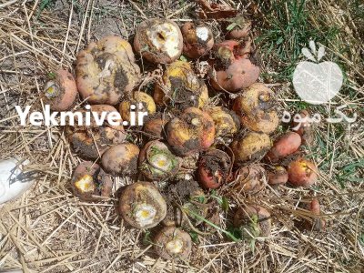 چغندر زرد مخصوص اش در همدان در گروه خرید و فروش چغندر در یکمیوه -عکس1