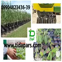 قیمت خرید گلدان پرکن گلخانه در کرج در گروه خرید و فروش تجهیزات گلخانه در یکمیوه