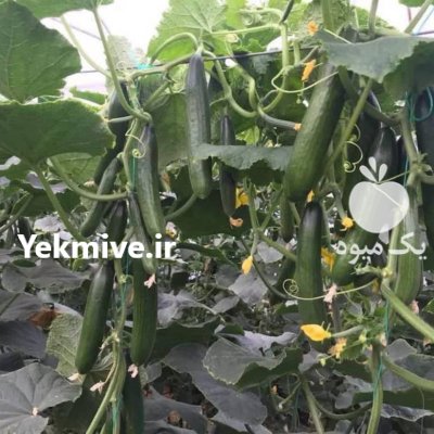 بذر خیار هیبرید گلخانه ای چیتا در کرج در گروه خرید و فروش بذر خیار در یکمیوه -عکس1