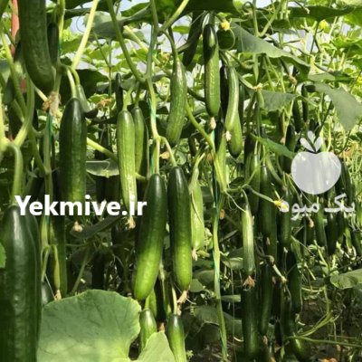 بذر خیار هیبرید گلخانه ای چیتا در کرج در گروه خرید و فروش بذر خیار در یکمیوه -عکس2