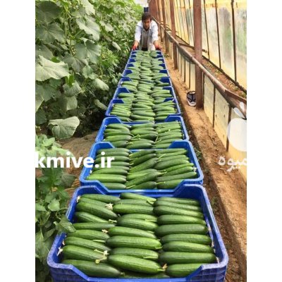 بذر خیار هیبرید گلخانه ای چیتا در کرج در گروه خرید و فروش بذر خیار در یکمیوه -عکس3