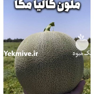 بذر ملون هیبرید تیارا F 1 در گروه خرید و فروش بذر ملون در یکمیوه -عکس2