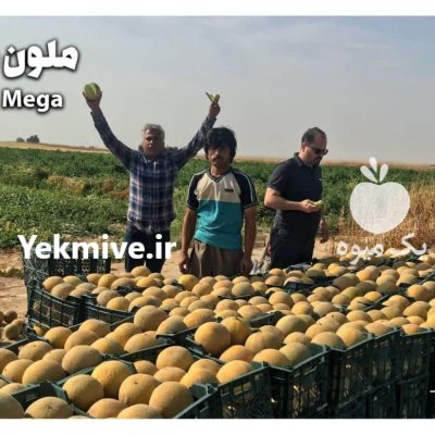 بذر ملون هیبرید تیارا F 1 در گروه خرید و فروش بذر ملون در یکمیوه -عکس3