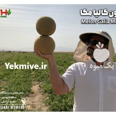 بذر ملون هیبرید تیارا F 1 در گروه خرید و فروش بذر ملون در یکمیوه -عکس4