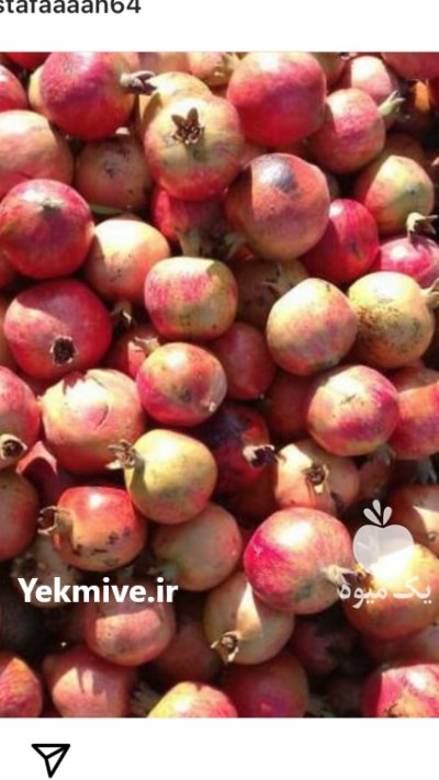 انار گل شیرین پوست نازک دان در گرگان در گروه خرید و فروش انار در یکمیوه -عکس1