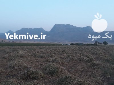 فروش لوبیا قرمز و سفید بوجاری در گروه خرید و فروش غلات و حبوبات در یکمیوه -عکس1