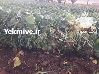 فروش لوبیا قرمز و سفید بوجاری در گروه خرید و فروش غلات و حبوبات در یکمیوه -عکس2