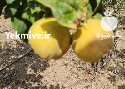 میوه به صادراتی اصفهان در اراک در گروه خرید و فروش میوه به در یکمیوه -عکس3