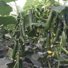 بذر خیار هیبرید گلخانه ای چیتا در کرج در گروه خرید و فروش بذر خیار در یکمیوه