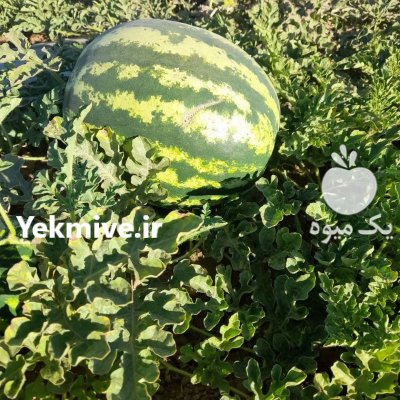فروش هندوانه و سیب زمینی بامبا و اسپرت در همدان در گروه خرید و فروش سیب زمینی در یکمیوه -عکس1