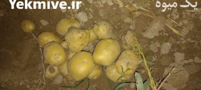 فروش هندوانه و سیب زمینی بامبا و اسپرت در همدان در گروه خرید و فروش سیب زمینی در یکمیوه -عکس2