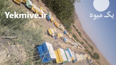 زنبورعسل با کندو در تویسرکان در گروه خرید و فروش زنبورعسل در یکمیوه -عکس1