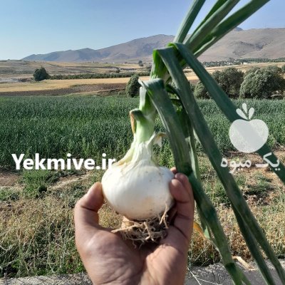 فروش پیاز سوپر و عالی در گندمان در گروه خرید و فروش پیاز در یکمیوه -عکس1